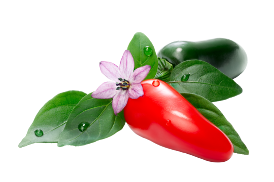 Capsicum Annum