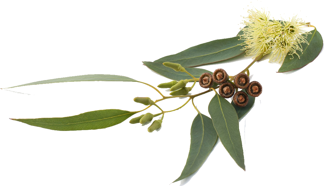 Eucalyptus Globulus Oil