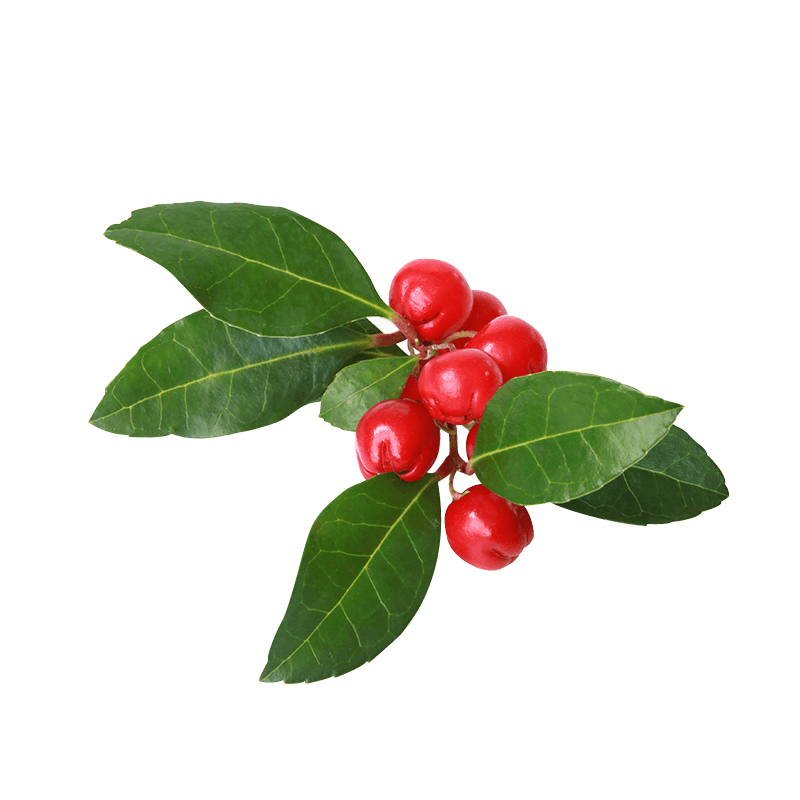 Gultheria Fragrantissima