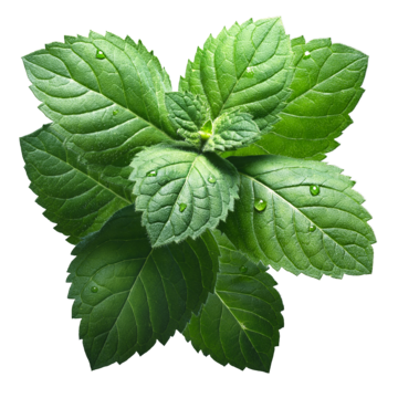 Mentha Piperate
